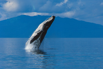 Humpback whale breaching in Alaska