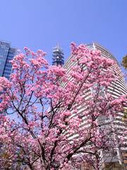 神奈川県横浜市みなとみらいの風景