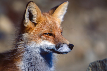 Red fox in Denali National Park
