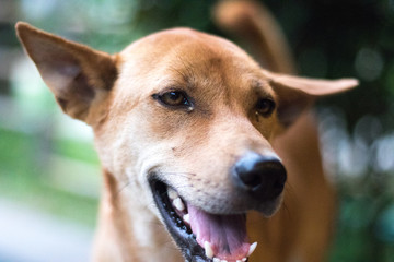 Closeup Of Playful Brown Dog Smiling Away from Camera