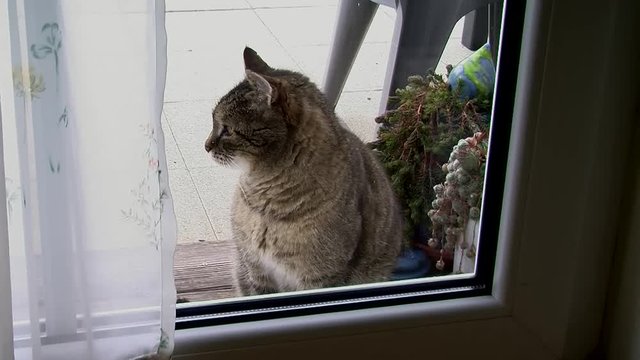 Der graue Kater wartet vor der Terrassent&uuml;r auf Einlass