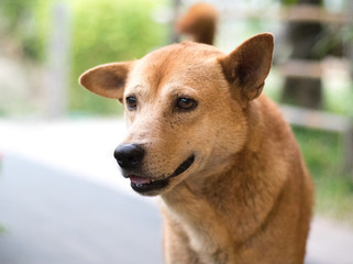 Closeup of Light Brown Dog Peering into the DIstance