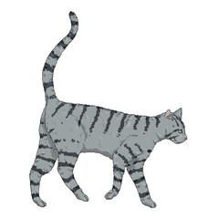 Fototapeta na wymiar Walking Gray Striped Cat.