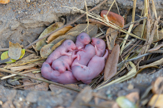 Newborn small rats sleep together in the nest.