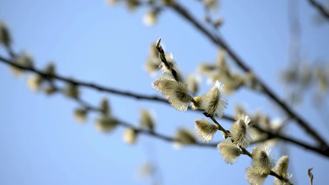 Blossoming willow in the early spring