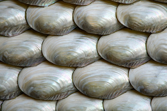 Wall made of polished seashells