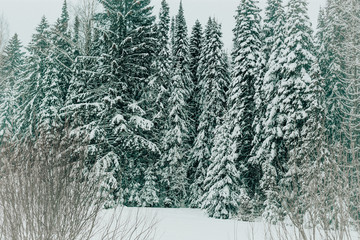 beautiful snowy forest on a cloudy winter day