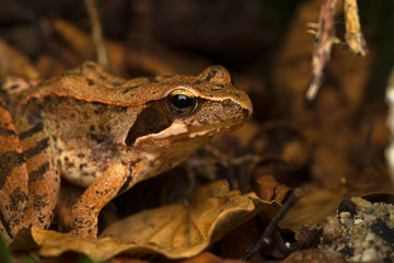 The latastei frog