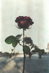 La storia di una rosa 02