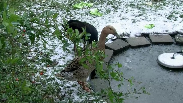 Ein Laufentenpaar im Schnee sucht einige Tropfen Wasser beim zugefrorenen T&uuml;mpel (Atmo)