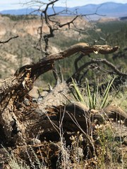 Deadwood - Canyon - New Mexico 