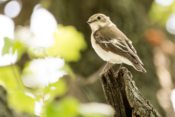 Papamoscas cerrojillo (Ficedula hypoleuca) hembra posado en un tronco.