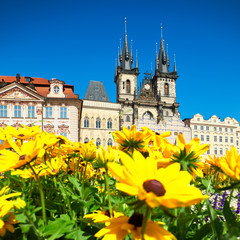Travel background, Summer image of yellow sunflowers in front of Church of Our Lady before Tyn in Prague on a bright day with blue sky
