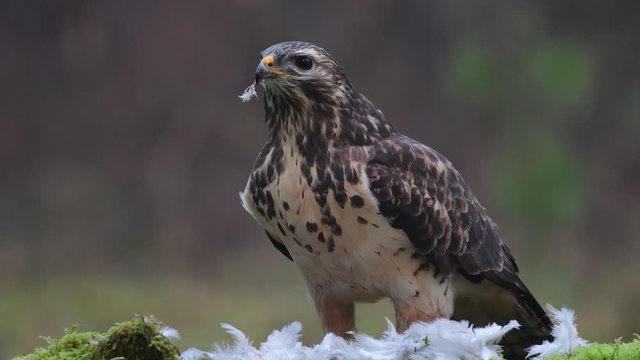 Common buzzard sitting on the forest meadow and pluck a woodpigeon, winter, (buteo buteo), germany