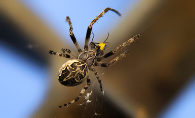 Crusader spider with its prey. Araneus diadematus