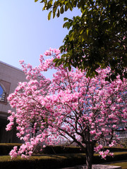 神奈川県横浜市みなとみらいの風景