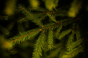 Spruce branch. Beautiful branch with bright green needles, background with fir tree. Concept for New Year, Christmas and other holidays.