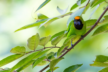 Golden-fronted Leafbird perching on tree branch looking into a distance