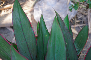 green plant in garden