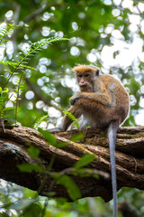 Toque Macaque (Macaca sinica), Sinharaja Rain Forest Reserve, Sri Lanka