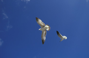 GOELAND A BEC CERCLE larus delawerensis