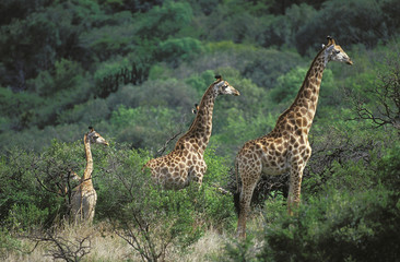 GIRAFE DE ROTHSCHILD giraffa camelopardalis rothschildi