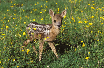 CHEVREUIL capreolus capreolus © slowmotiongli