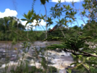 Dragonfly on a Branch at the Water's Edge