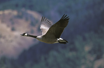 BERNACHE DU CANADA branta canadensis