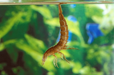DYTIQUE BORDE dytiscus marginalis