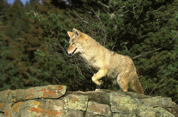 COYOTE canis latrans