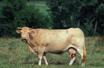 BLONDE D'AQUITAINE