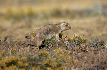 CHIEN DE PRAIRIE cynomys ludovicianus