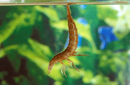 DYTIQUE BORDE dytiscus marginalis