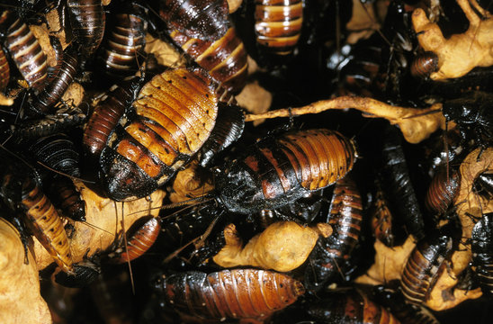 BLATTE GEANTE DE MADAGASCAR gromphadorhina portentosa