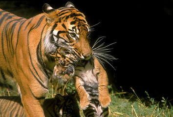 TIGRE DE SUMATRA panthera tigris sumatrae