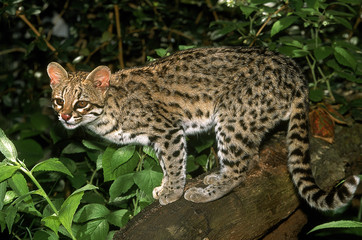 Fototapeta na wymiar ONCILLE leopardus tigrinus