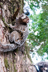 Marmoset in the tree looking for something
