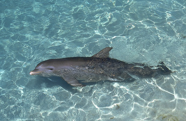 GRAND DAUPHIN tursiops truncatus