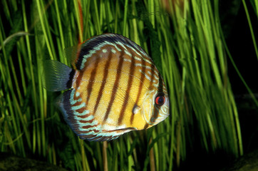 DISCUS POMPADOUR symphysodon aequifasciatus