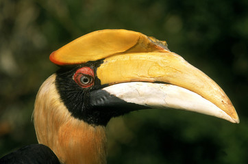 CALAO BICORNE buceros bicornis