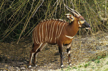 BONGO taurotragus euryceros