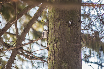 Lanius gray seeks food on a frosty winter day