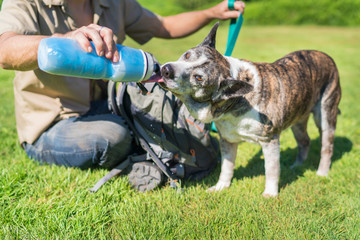 Australian Cattle Dog drinking from water bottle.