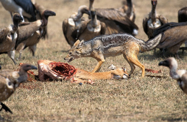 CHACAL A CHABRAQUE canis mesomelas