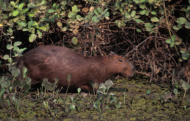 CABIAI hydrochoerus hydrochaeris
