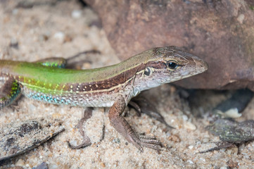 Small green and brown lizard