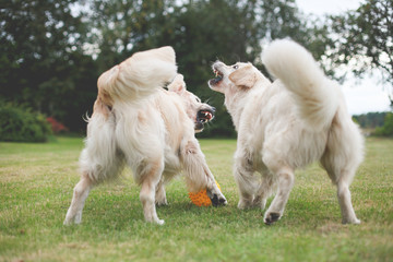 Obraz premium Golden retriever playing with friend