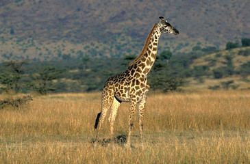 Naklejka na ściany i meble GIRAFE MASAI giraffa camelopardalis tippelskirchi