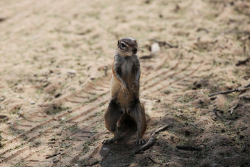 curious ground squirrel